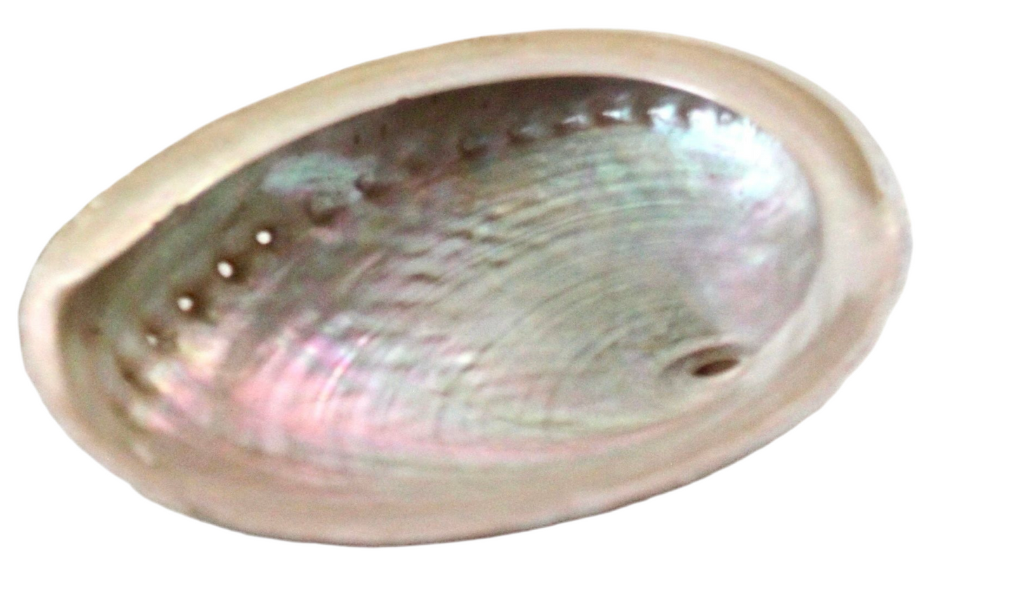 Australian Abalone Shell XL